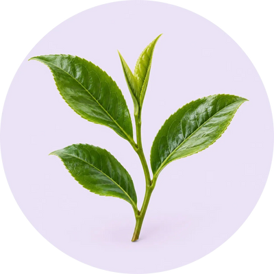 L-Theanine